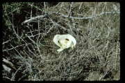 Sego Lily (Calochortus nuttallii)
